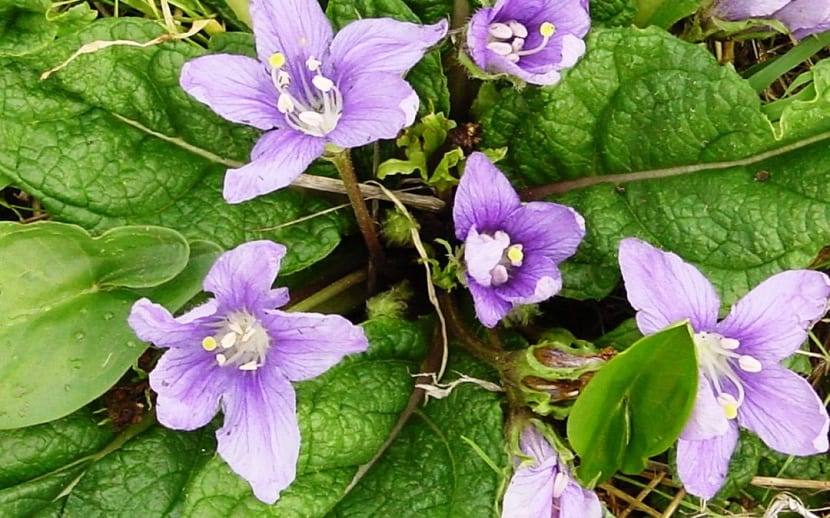 Fruto amarillo y flor violácea de la mandrágora