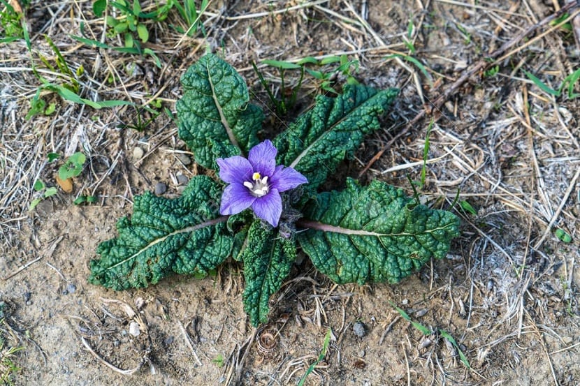 Roseta de hojas de mandrágora a ras de suelo