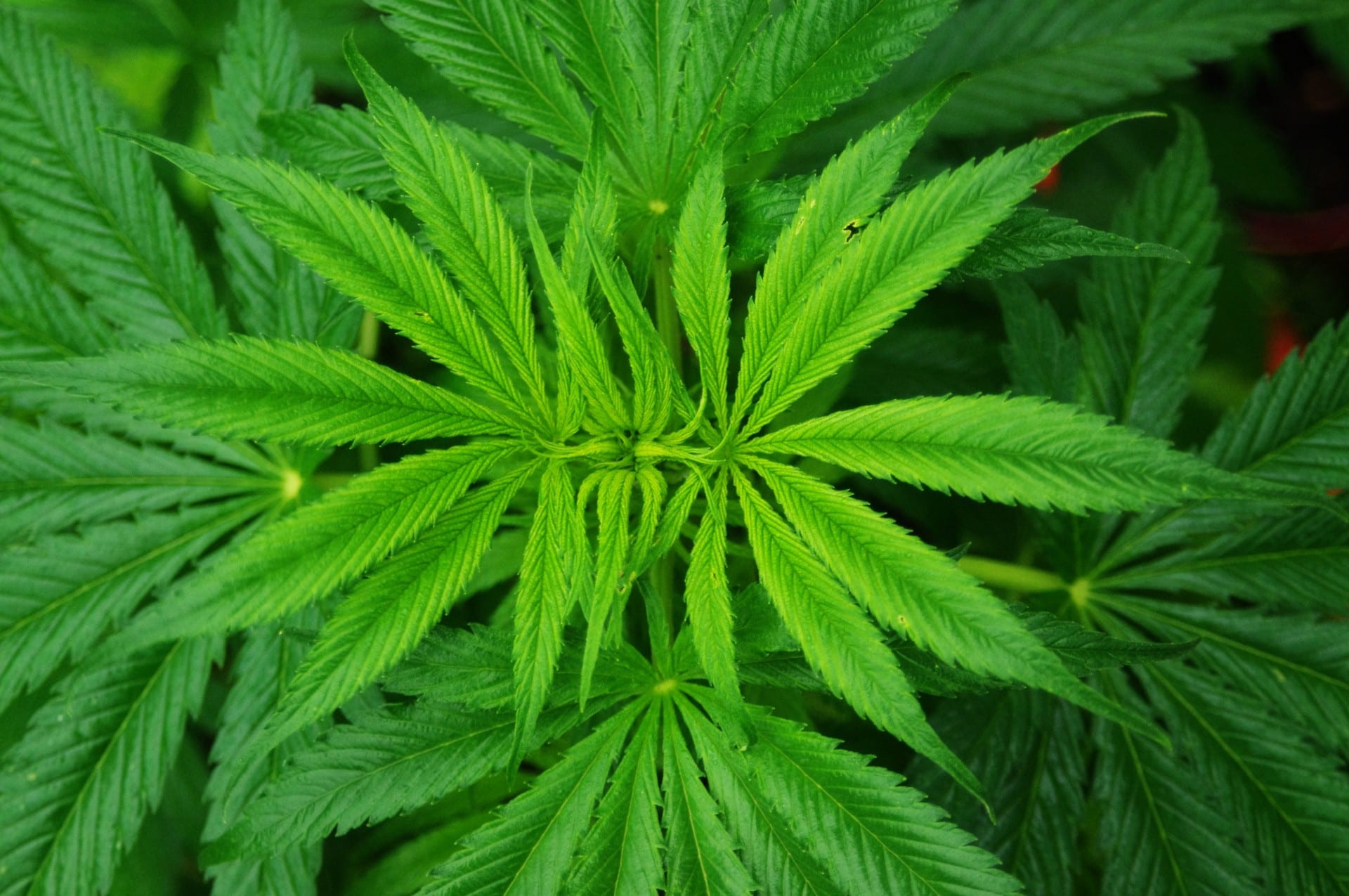 Cannabis sativa: la planta y el cáñamo industrial