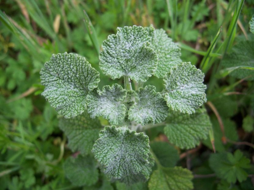 Mata de Marrubium vulgare en un baldío