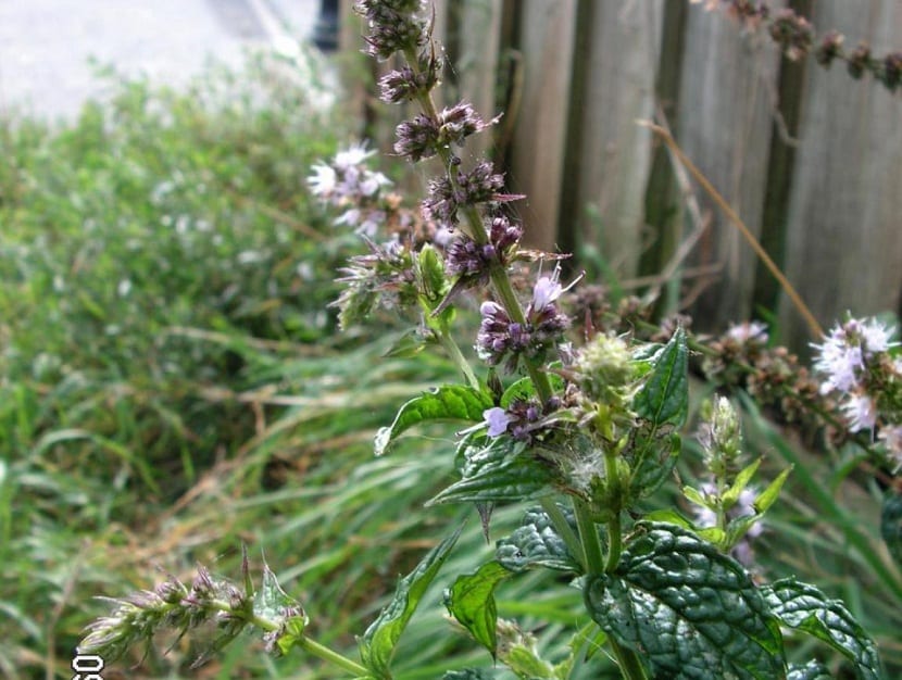 Mata de Mentha spicata con sus hojas lanceoladas