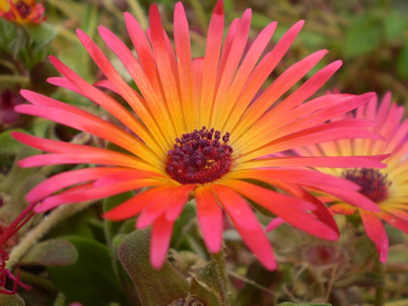 Mata de Mesembryanthemum con hojas suculentas de aspecto escarchado