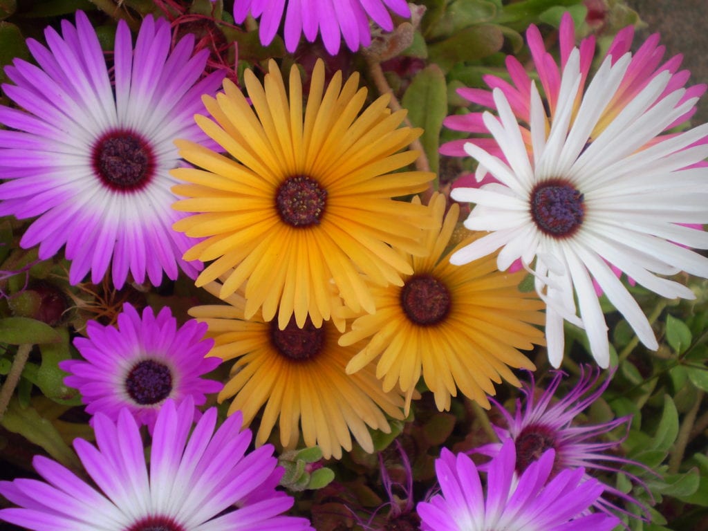 Mesembryanthemum: plantas de hielo, sal y fotosíntesis CAM