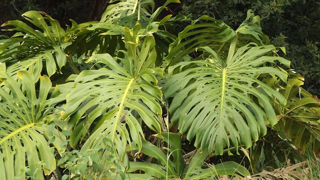 Monstera deliciosa: fenestraciones, raíces y cuidados