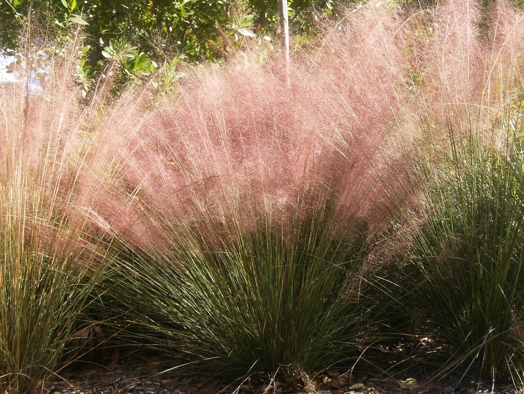 Muhlenbergia capillaris: cultivo de la gramínea rosa de otoño