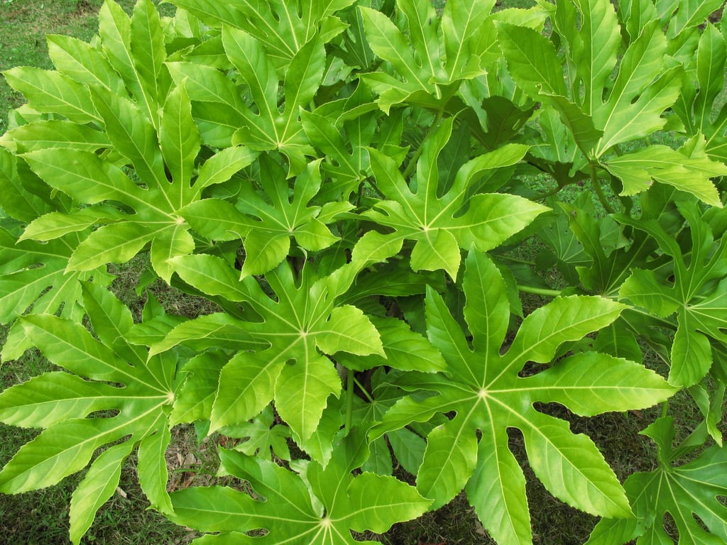 Multiplicación de la fatsia: esqueje, acodo aéreo y semilla