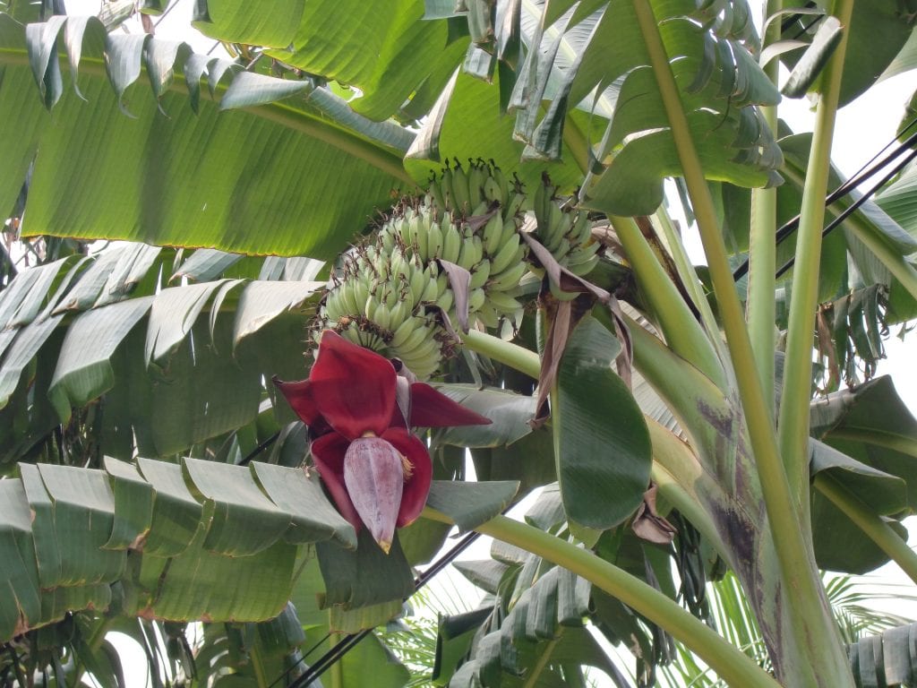 Musa acuminata: el clon triploide tras el plátano