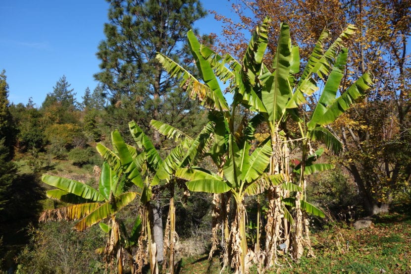 Ejemplar de Musa sikkimensis, progenitor de Helen's Hybrid