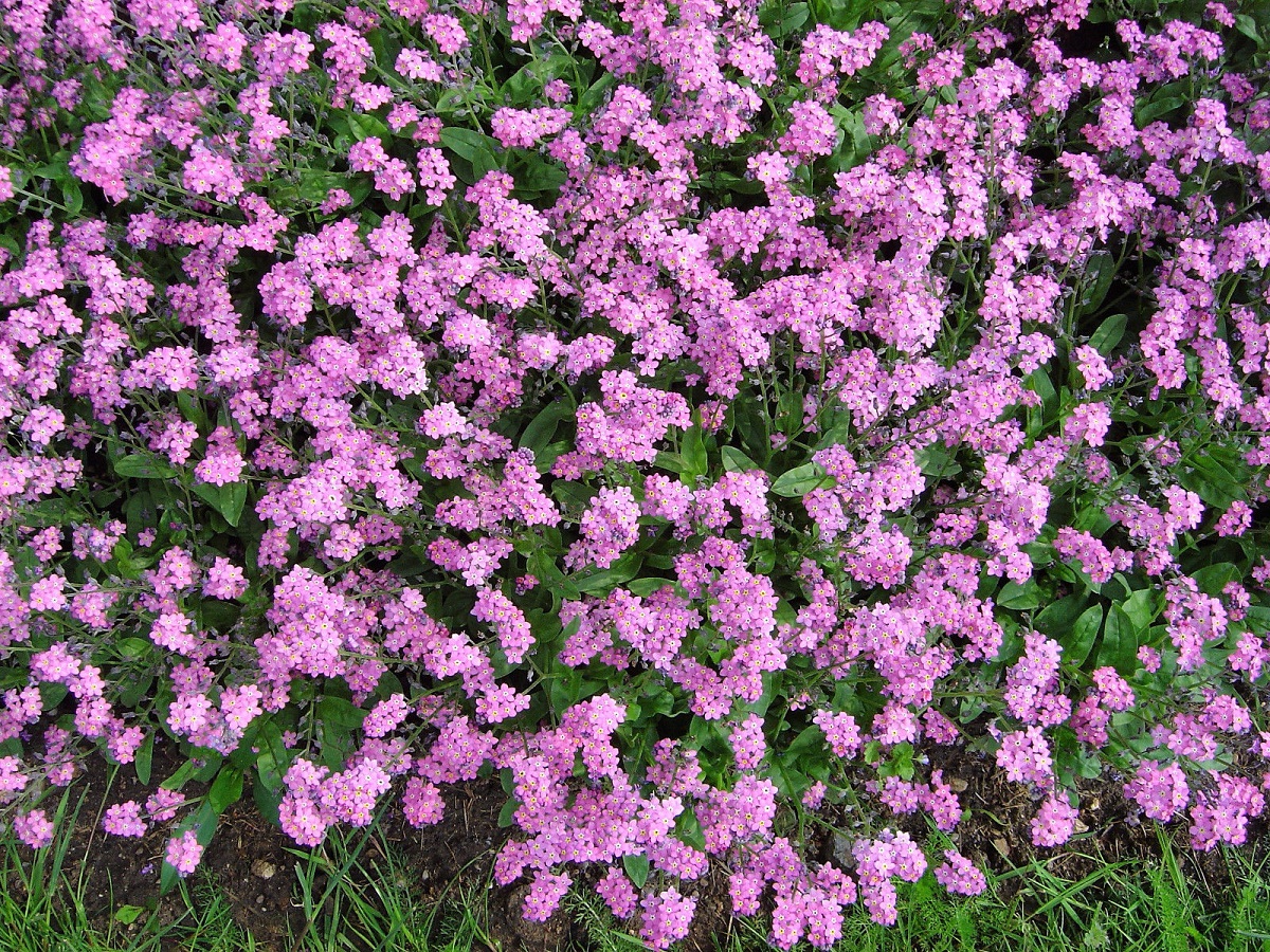 Myosotis sylvatica: cultivo y resiembra del nomeolvides