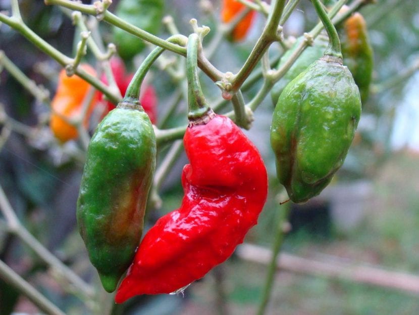 Frutos maduros de naga jolokia