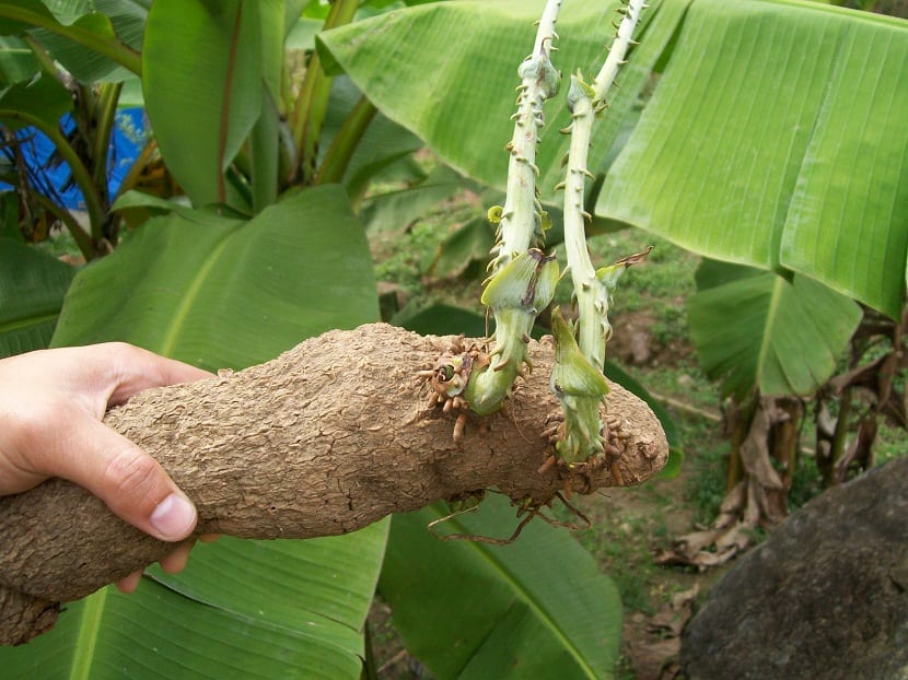 Ñame de agua (Dioscorea alata): cultivo y precauciones