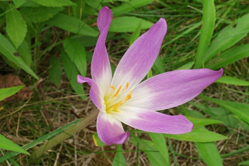 Flor de Colchicum de cerca, con los tépalos abiertos y los estambres visibles