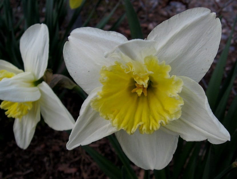 Flor blanca colgante de Narcissus triandrus vista de cerca