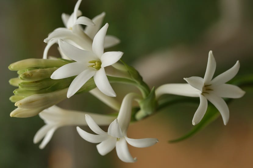 Espiga de flores blancas de nardo, Polianthes tuberosa