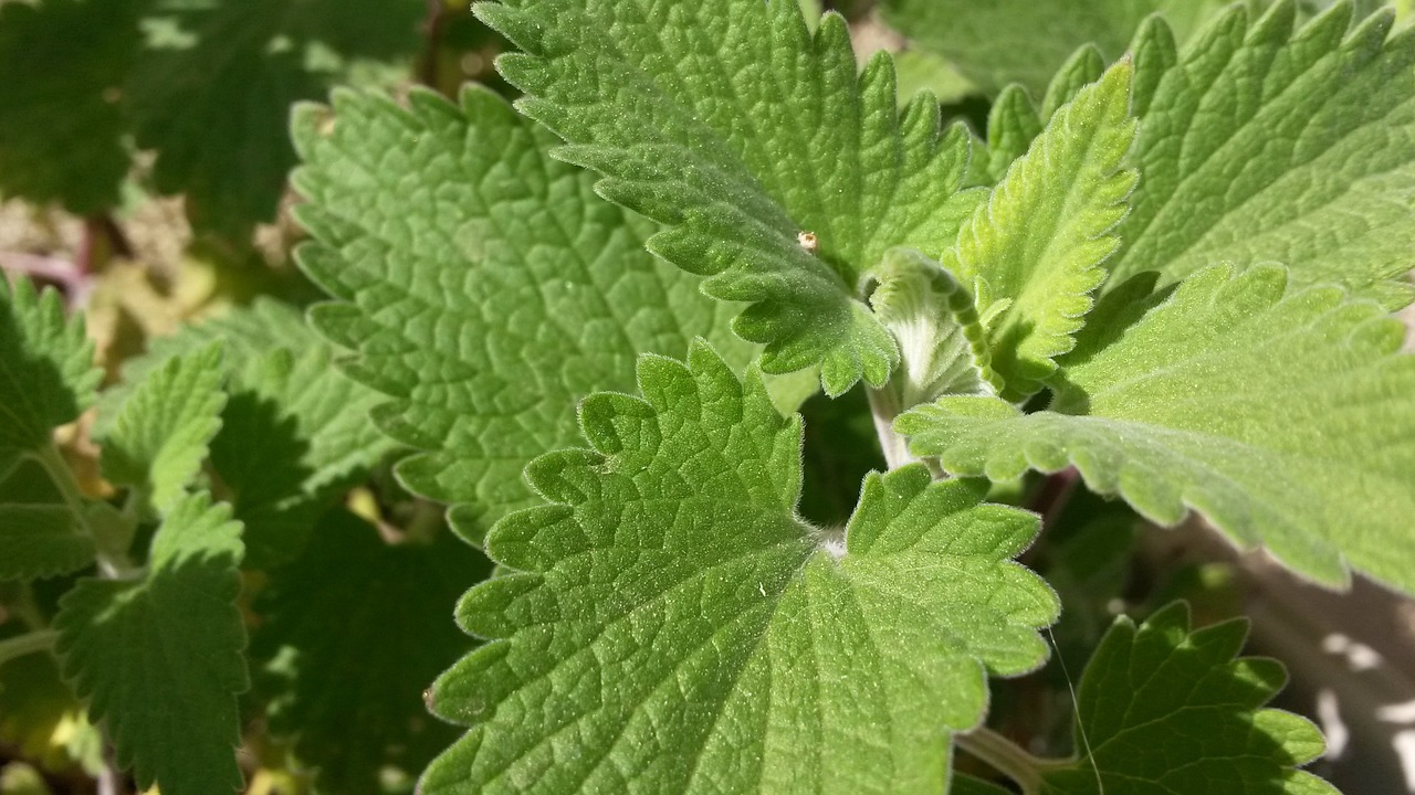 Nepeta cataria: la hierba gatera y la nepetalactona