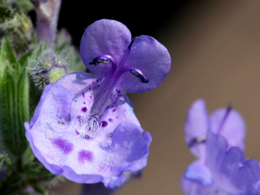 Flores blanquecinas de Nepeta cataria en espiga