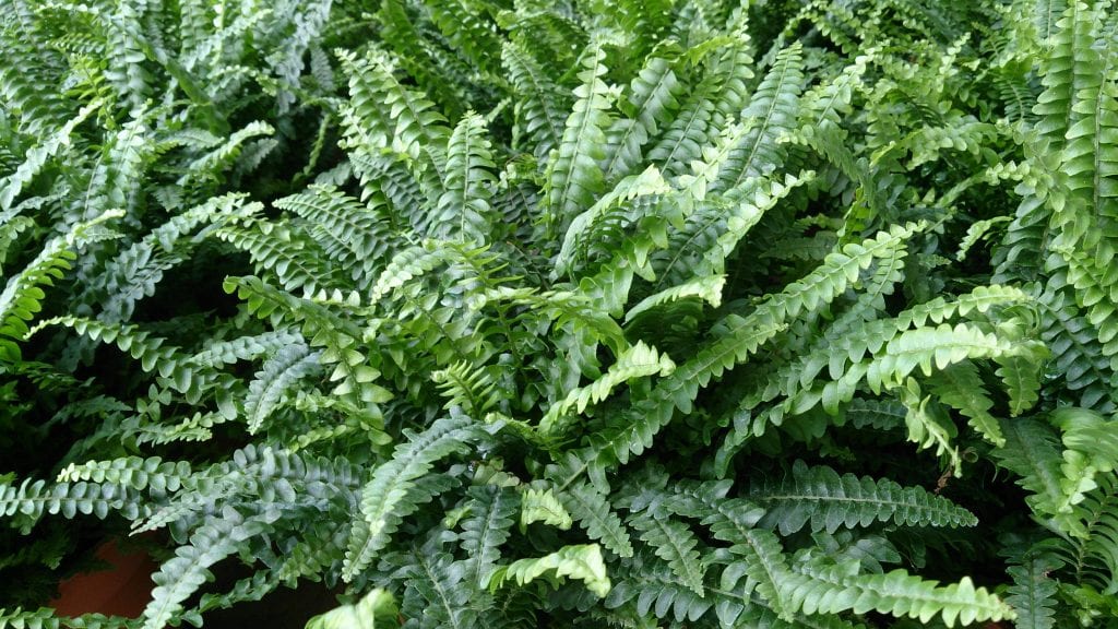 Helecho de Boston (Nephrolepis exaltata): cuidados reales