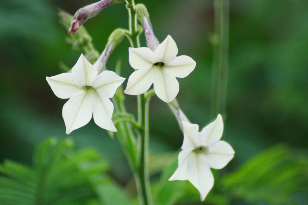 Nicotiana: tabacos ornamentales de flor perfumada nocturna