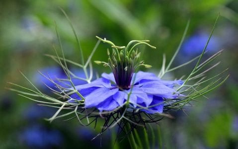Flor azul de Nigella damascena vista de cerca rodeada de sus brácteas filiformes