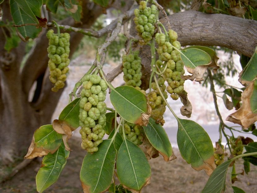 Frutos carnosos del ombú agrupados en racimo