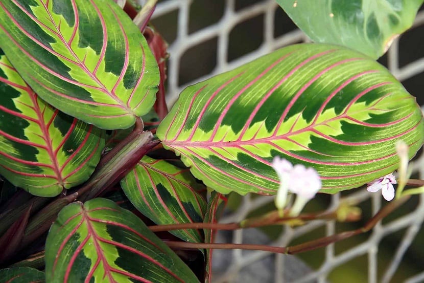 Hoja de Maranta leuconeura tricolor con nervaduras rojas sobre fondo verde