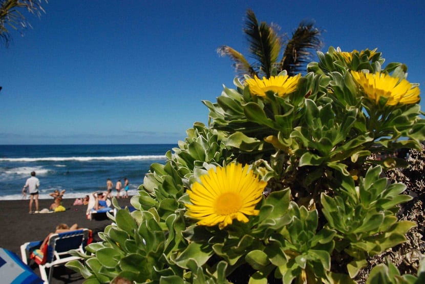 Mata de Pallenis maritima con flores amarillas junto al mar
