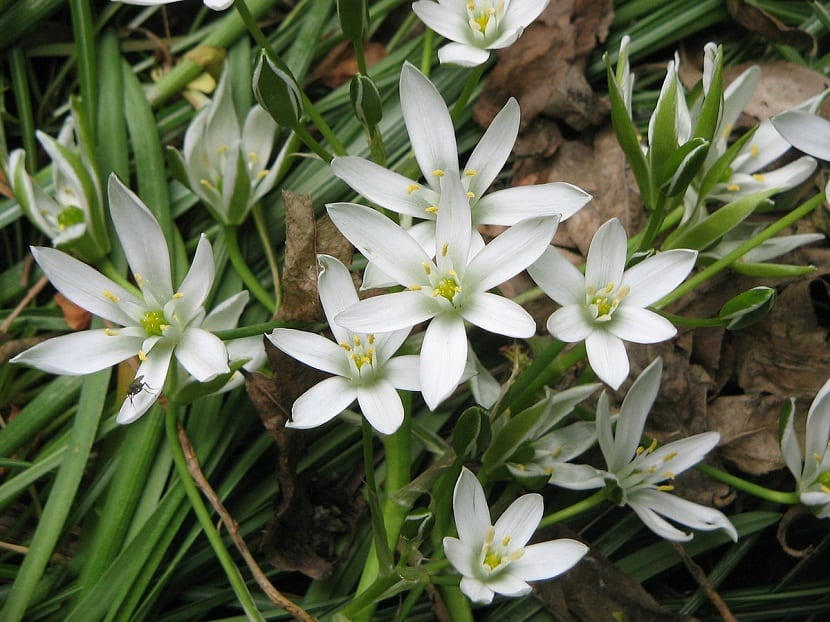 Ornithogalum umbellatum: la leche de gallina en el jardín
