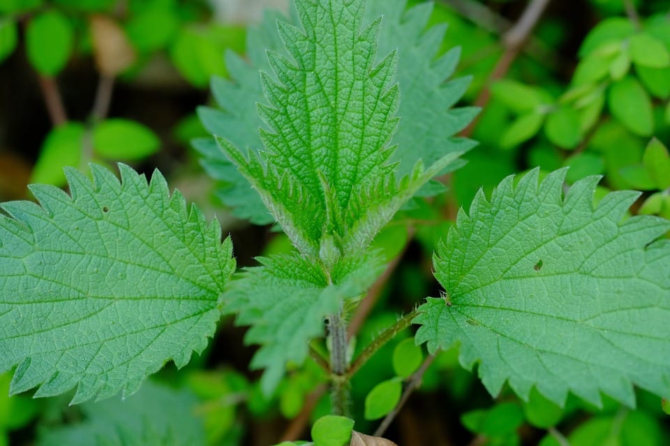 Ortiga (Urtica dioica): pelo urticante, purín y usos