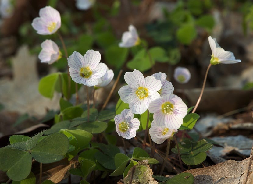 Oxalis acetosella: la aleluya o pan de cuco