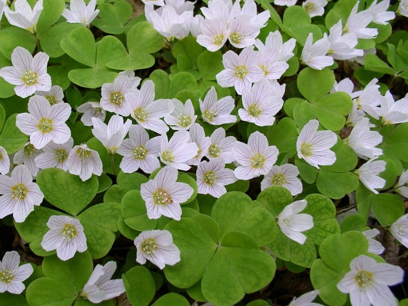 Flores blancas de Oxalis acetosella entre hojas trifoliadas