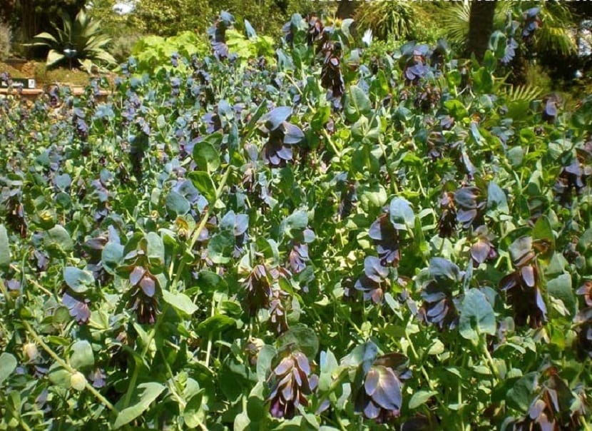 Brácteas azuladas y flores tubulares colgantes de Cerinthe major