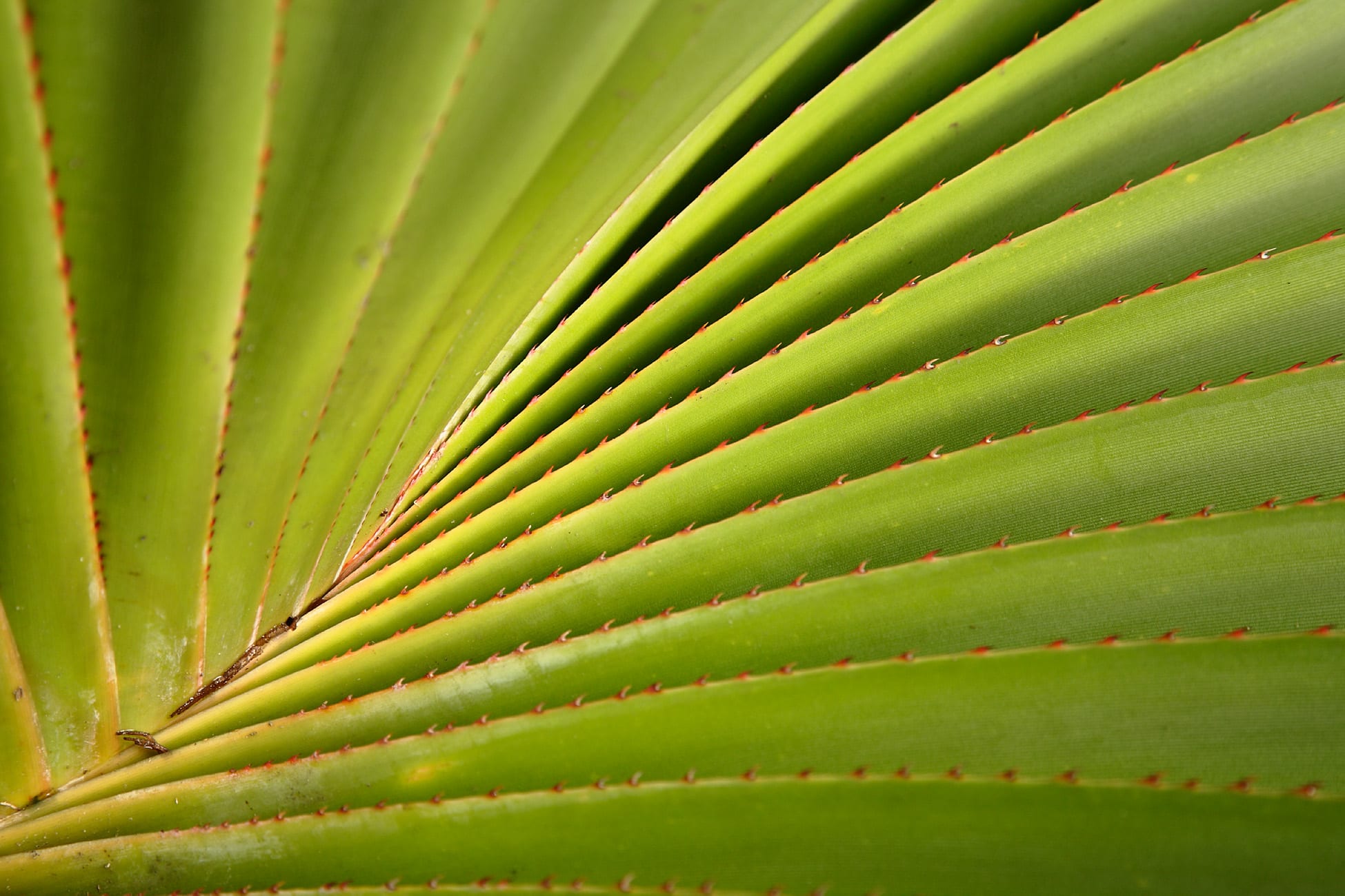 Hojas espinosas en espiral del Pandanus utilis
