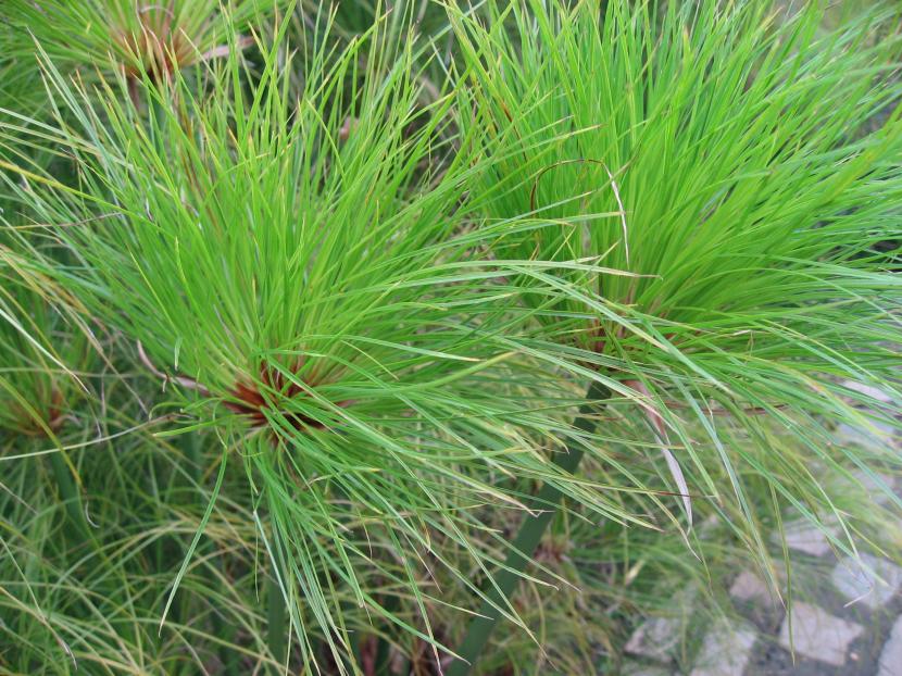 Detalle de los rayos filiformes de la umbela del papiro