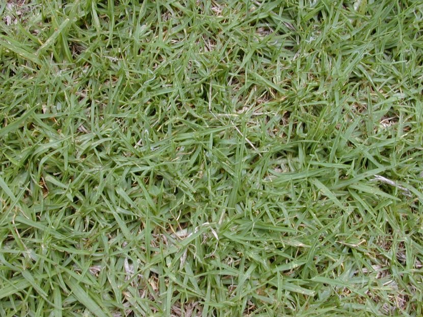Césped de kikuyu, Cenchrus clandestinus