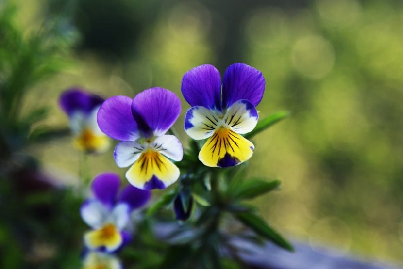 Pensamientos: cuidados de la flor de invierno