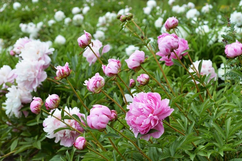 Peonías rosas en flor