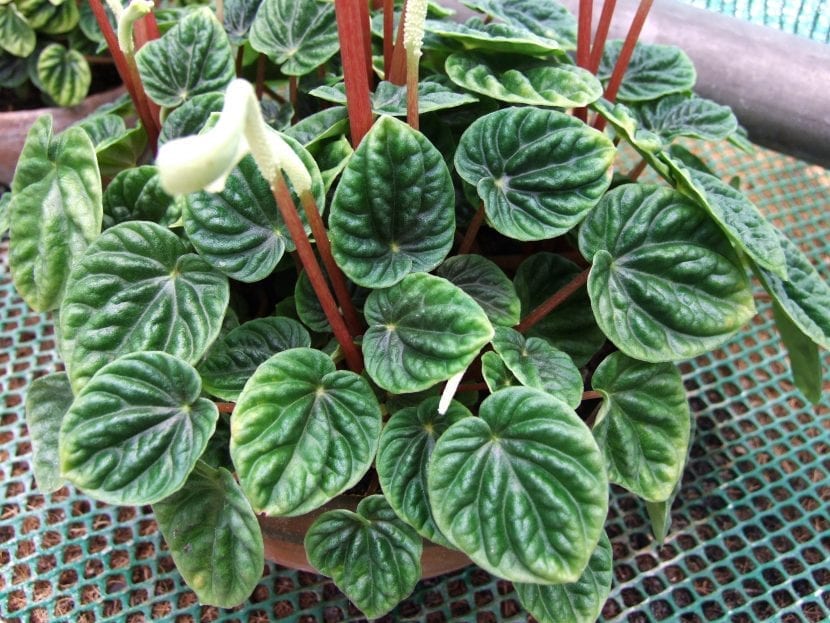 Hojas rugosas de Peperomia caperata con nervios hundidos
