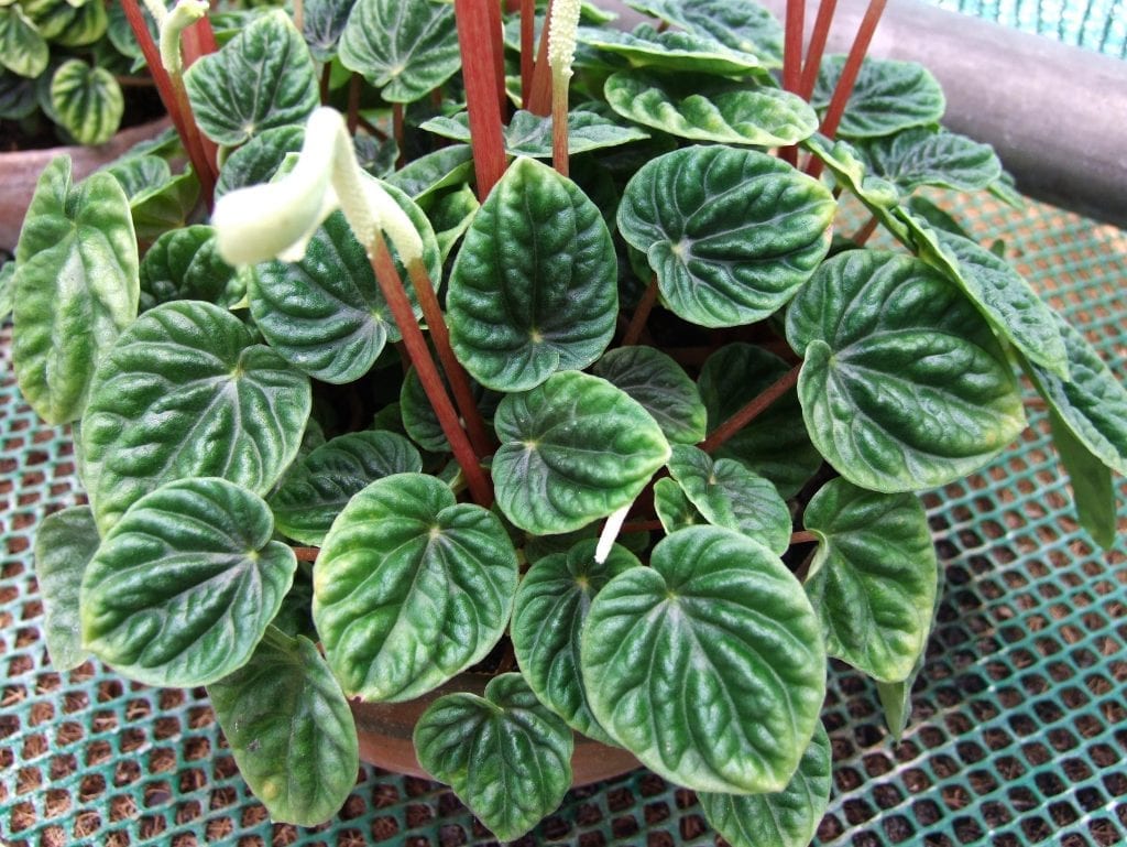 Peperomia caperata: cuidados de la peperomia rugosa