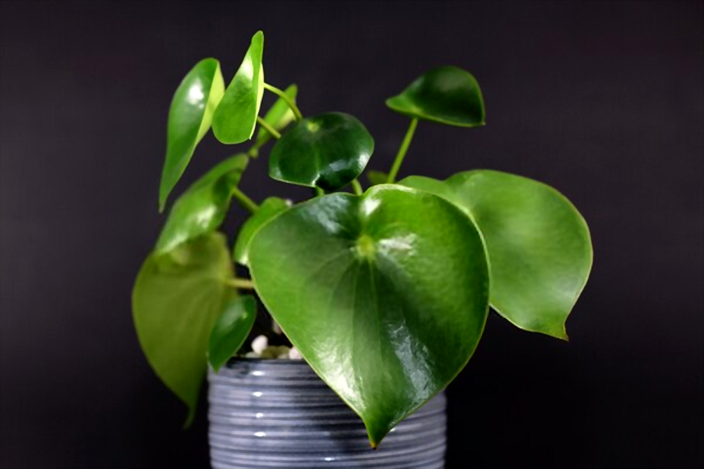 Peperomia polybotrya: porte, pinzado y cuidados