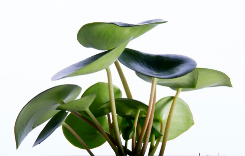 Peperomia polybotrya con hojas peltadas verdes y brillantes