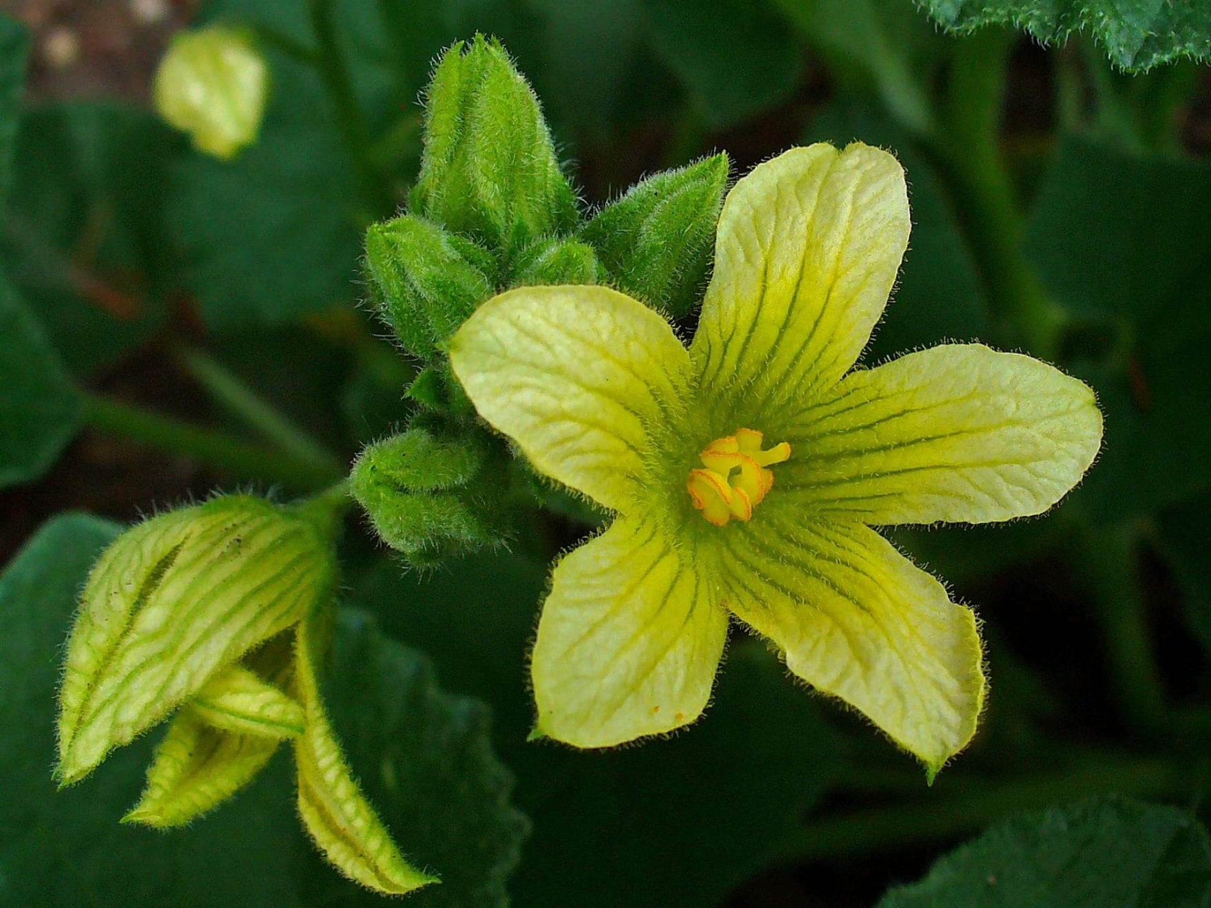 Flor amarilla en embudo del cohombrillo amargo