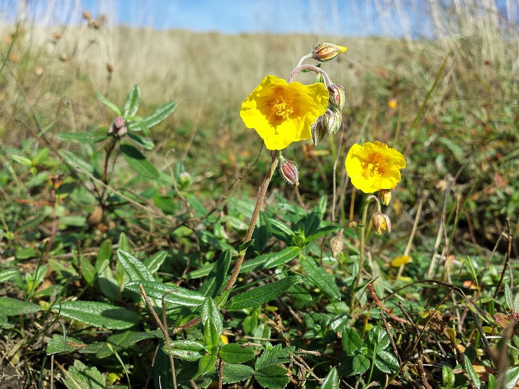 Helianthemum nummularium en su hábitat de pasto calizo