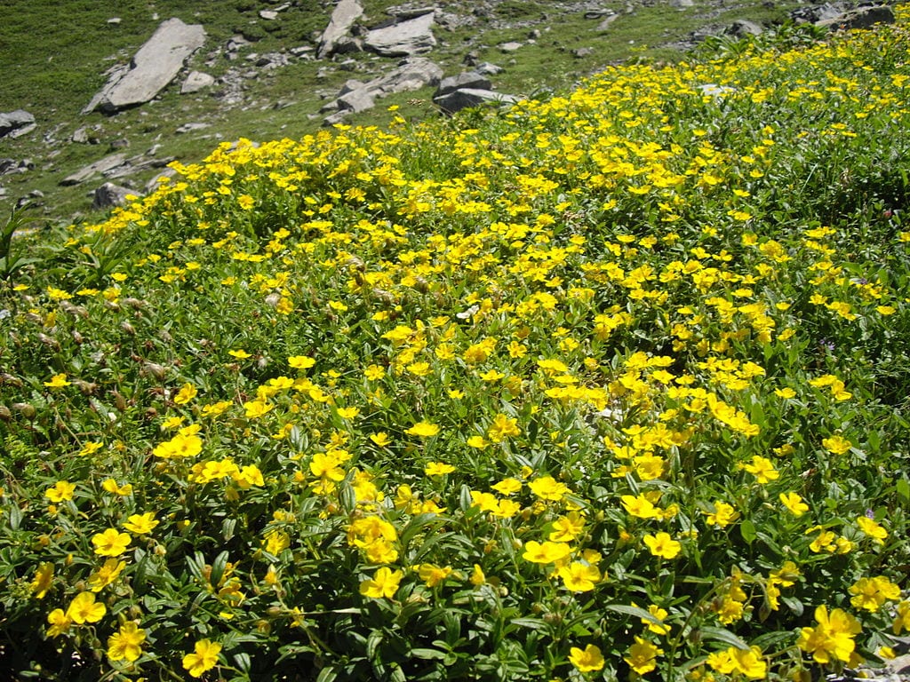Perdiguera (Helianthemum nummularium): cultivo y turmas