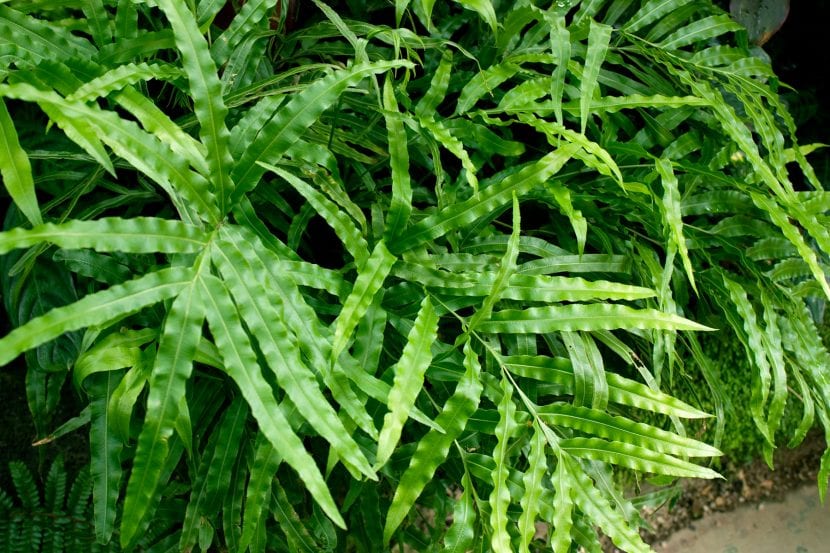 Frondes divididas de Pteris cretica en maceta