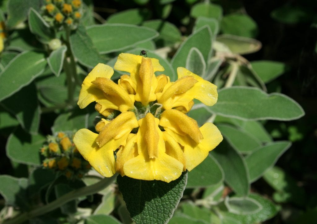 Phlomis fruticosa: cultivo, poda y uso en jardín seco