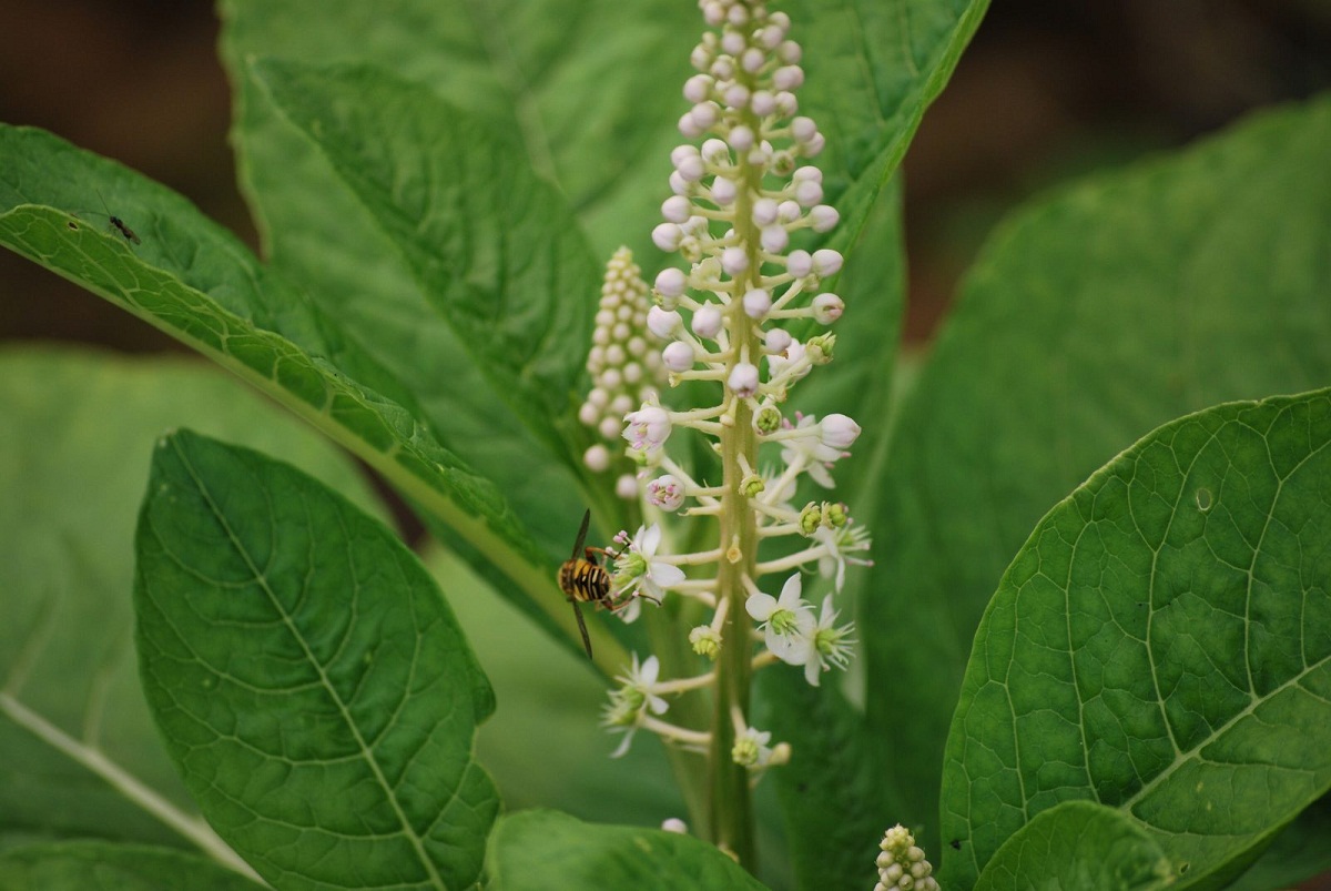Racimo de flores de Phytolacca americana con una abeja