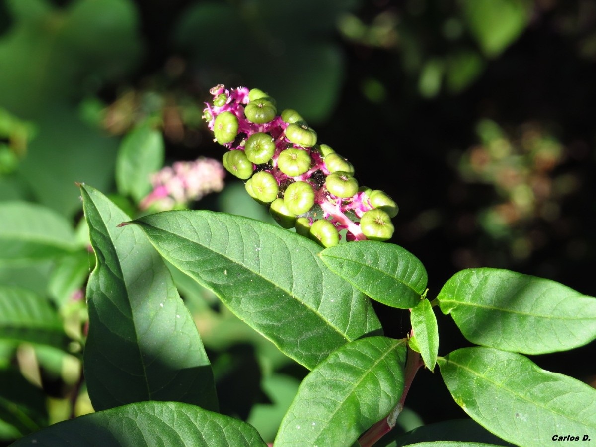 Phytolacca americana: expansión y manejo en finca