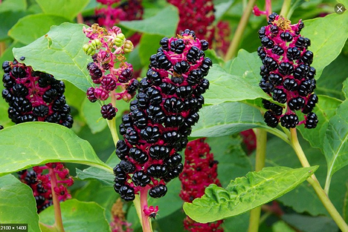 Ramas de Phytolacca con frutos de color negro