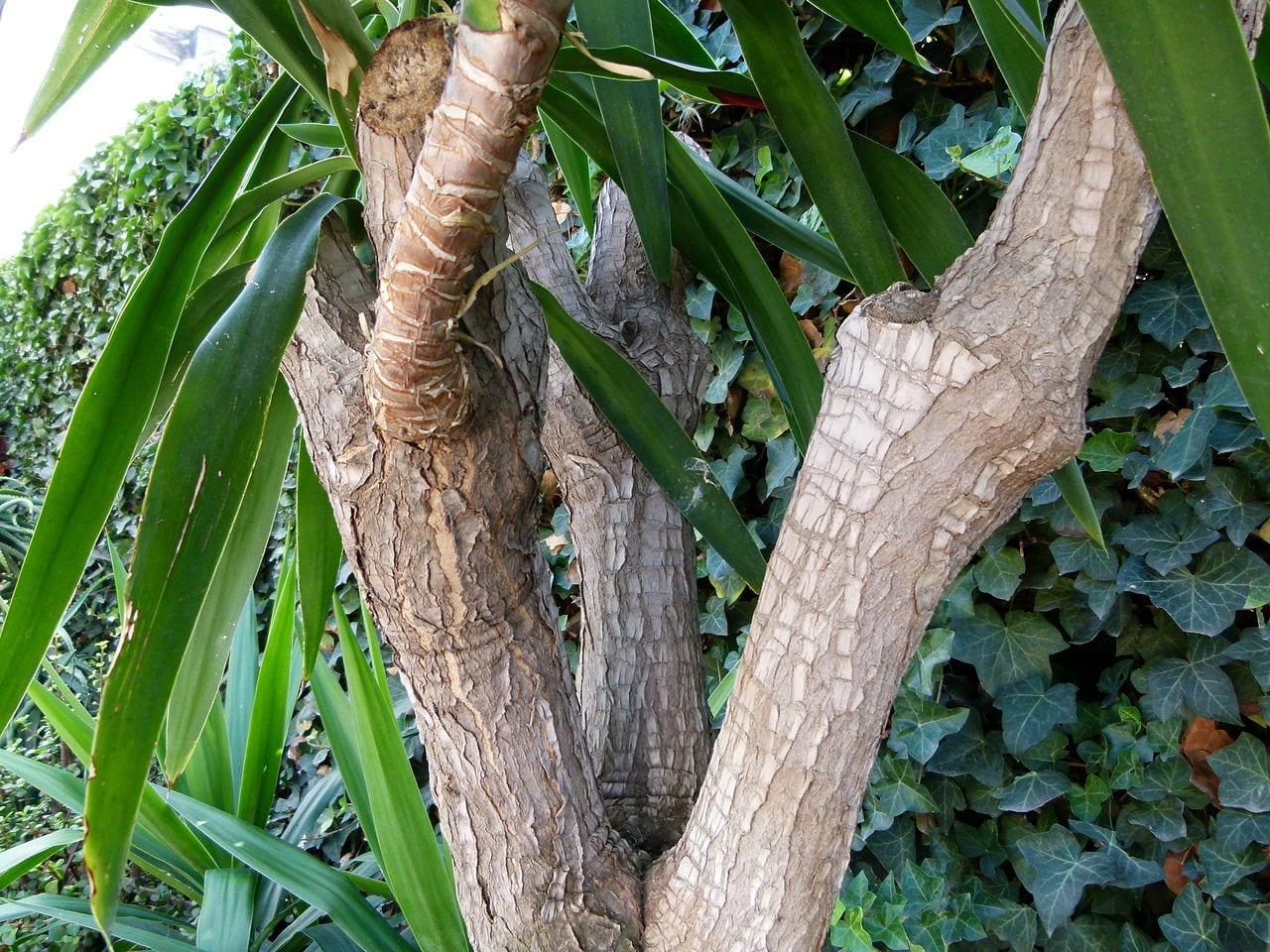 Yucca elephantipes cultivada como planta de interior con troncos gruesos