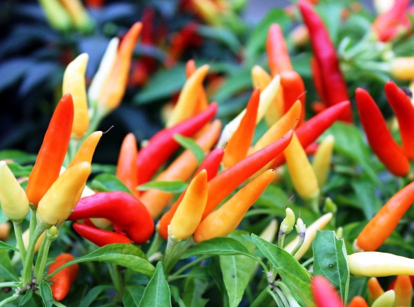 Pimiento ornamental en maceta con frutos de colores
